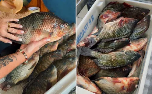 
          Imagem ilustrativa da imagem Mais tilápia por menor preço a partir desta quarta-feira na Grande Vitória
          