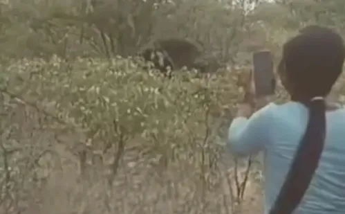 
          Imagem ilustrativa da imagem Mulher morre após puxar rabo de elefante para tirar foto na Namíbia
          