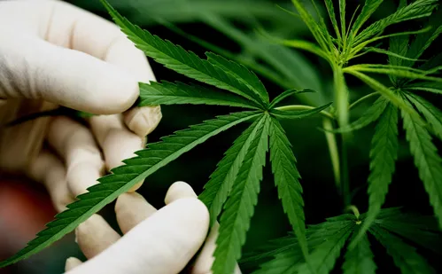 
          Imagem ilustrativa da imagem Novas regras da Anvisa sobre cannabis medicinal passam a valer em agosto
          