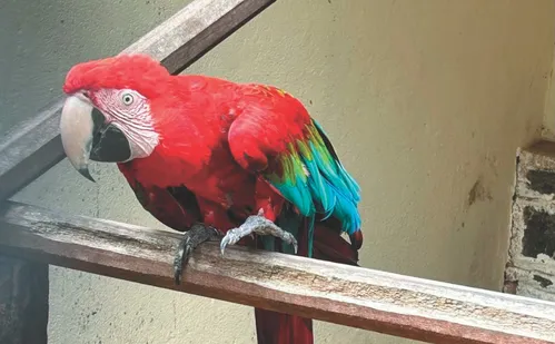 
          Imagem ilustrativa da imagem O que fazer em Santa Teresa: Mata Atlântica e a Rua mais charmosa
          