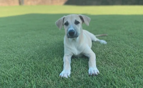 
          Imagem ilustrativa da imagem O que fazer se seu pet ingerir plantas tóxicas
          