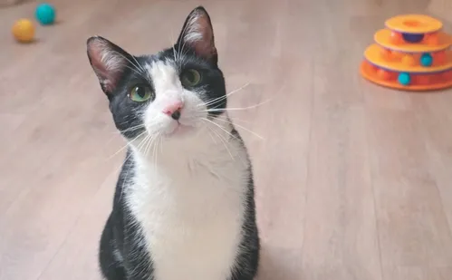 
          Imagem ilustrativa da imagem O que fazer se seu pet ingerir plantas tóxicas
          