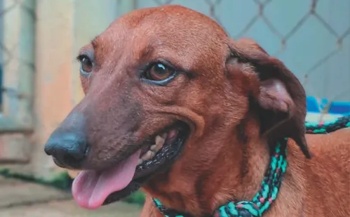 
          Imagem ilustrativa da imagem O que fazer se seu pet ingerir plantas tóxicas
          