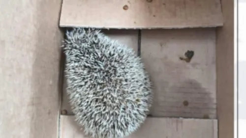 
          Imagem ilustrativa da imagem PM apreende ouriço-africano comercializado ilegalmente no Mercado da Madalena
          