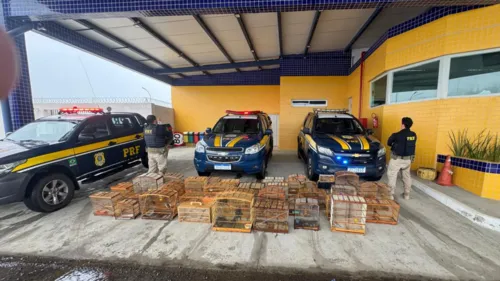 
          Imagem ilustrativa da imagem PRF resgata mais de 130 aves silvestres em Petrolina
          