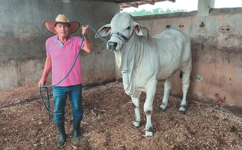 
          Imagem ilustrativa da imagem Pecuarista de 77 anos mantém acervo com 3 mil prêmios da raça Nelore
          