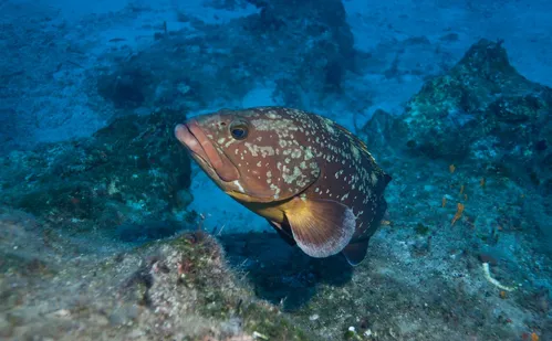 
          Imagem ilustrativa da imagem Peixe de meia tonelada ameaçado de extinção vira símbolo de cidade capixaba
          