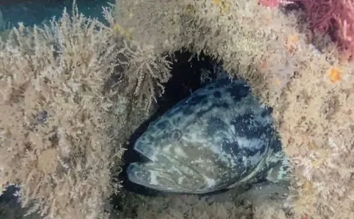 
          Imagem ilustrativa da imagem Peixe de meia tonelada ameaçado de extinção vira símbolo de cidade capixaba
          