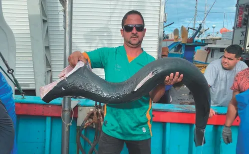 
          Imagem ilustrativa da imagem Pescadores querem licença para pegar mais tubarões
          