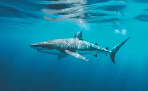 
          Imagem ilustrativa da imagem Pescadores querem licença para pegar mais tubarões
          