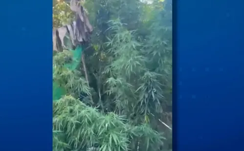 
          Imagem ilustrativa da imagem Plantação de maconha é encontrada dentro de casa em Aracruz
          