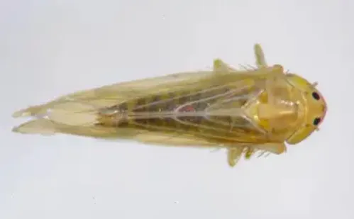 
          Imagem ilustrativa da imagem Praga do milho provoca prejuízo de R$ 33,6 bilhões por ano
          