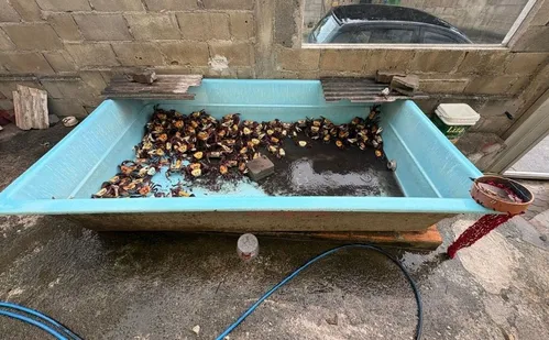 
          Imagem ilustrativa da imagem Preso por tentativa de homicídio é flagrado cometendo crime ambiental em Anchieta
          