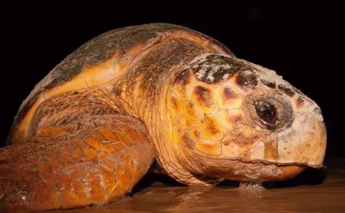 
          Imagem ilustrativa da imagem Projeto Tamar: tartaruga de 60 anos volta ao ES para desovar
          