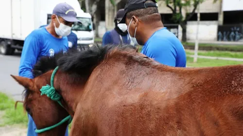 
          Imagem ilustrativa da imagem Recife paga indenizações por entrega voluntária de cavalos e carroças
          