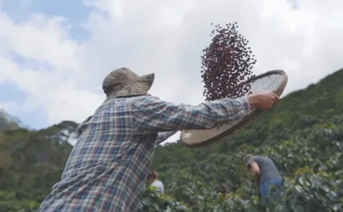 
          Imagem ilustrativa da imagem Segurança reforçada para evitar roubos em período de colheita do café
          