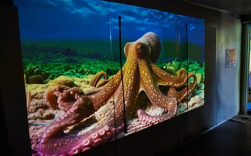 
          Imagem ilustrativa da imagem Serra recebe exposição nacional gratuita ‘Maré de Mudanças - Década dos Oceanos'
          