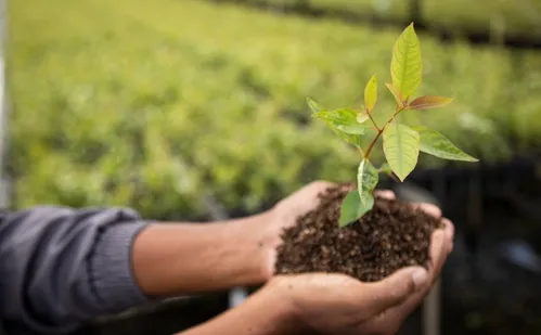 
          Imagem ilustrativa da imagem Suzano integra campanha global por metas ambientais até 2030
          