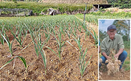 
          Imagem ilustrativa da imagem Tecnologias aumentam a produção de alho no Espírito Santo
          