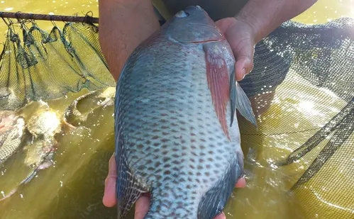 
          Imagem ilustrativa da imagem Tilápia produzida no ES ganha espaço nas receitas de Páscoa por menor preço
          