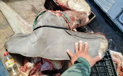 
          Imagem ilustrativa da imagem Tubarão-martelo é esquartejado em via pública em Guriri
          