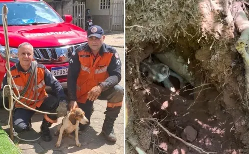
          Imagem ilustrativa da imagem VÍDEO | Cadela fica presa em buraco e é resgatada pelos Bombeiros no ES
          