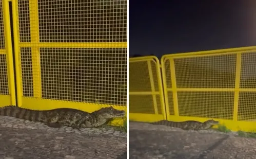 
          Imagem ilustrativa da imagem VÍDEO | Jacaré é flagrado 'dando passeio' em Jardim Camburi
          