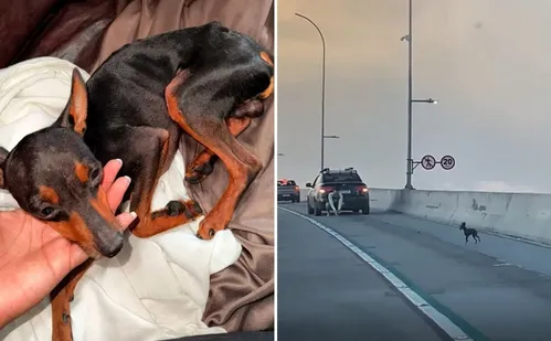 
          Imagem ilustrativa da imagem VÍDEO | Pinscher atravessa a Terceira Ponte e é procurado por família em Vitória
          