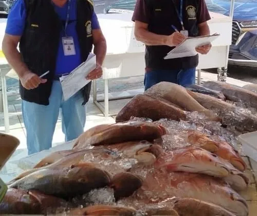 
          Imagem ilustrativa da imagem Variação nos preços de pescados para a Páscoa chega a 217% em Pernambuco
          