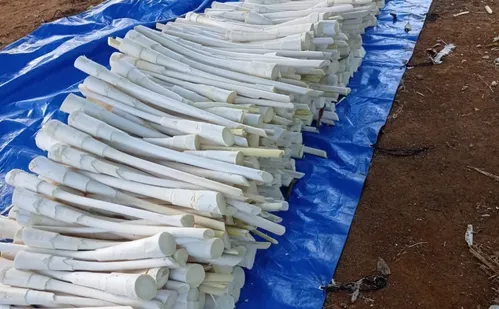 
          Imagem ilustrativa da imagem Veja onde comprar palmito para preparar a torta capixaba
          