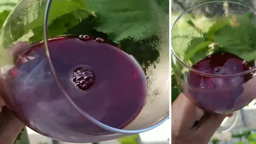 
          Imagem ilustrativa da imagem Vinho Bastardo de Itamaracá: a rara promessa já é aguardada por grandes críticos
          