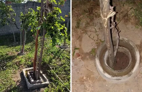 
          Imagem ilustrativa da imagem Vinho e maresia: Alessandro Albertini resgata uva extinta há 500 anos em Itamaracá
          