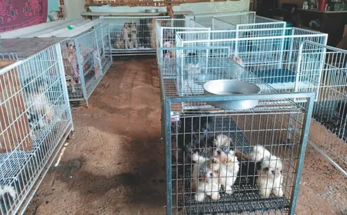 
          Imagem ilustrativa da imagem Vinte presos e 100 indiciados por maus-tratos a animais no Espírito Santo
          