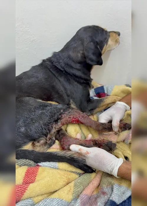 
          Imagem ilustrativa da imagem Veja o que se sabe sobre cachorro baleado no RS; é o terceiro caso envolvendo pet no Sul do País
          