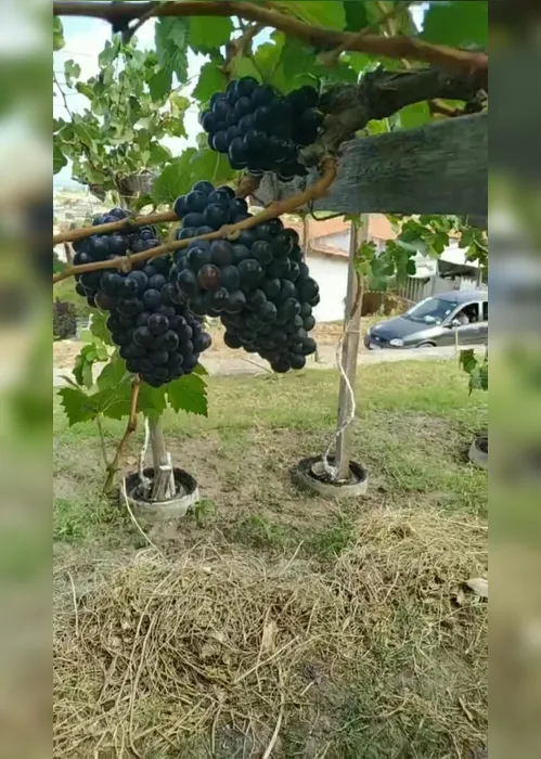 
          Imagem ilustrativa da imagem Vinho e maresia: Alessandro Albertini resgata uva extinta há 500 anos em Itamaracá
          