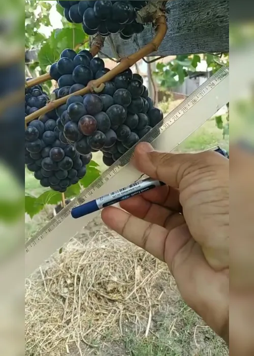 
          Imagem ilustrativa da imagem Vinho e maresia: Alessandro Albertini resgata uva extinta há 500 anos em Itamaracá
          