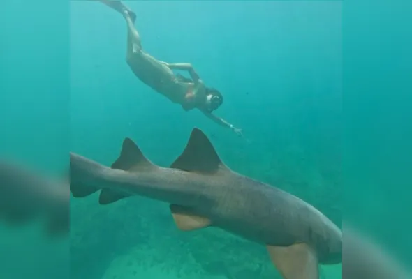 Mergulhadora experiente, Tayane Dalazen disse que mergulhou novamente para contemplar os animais