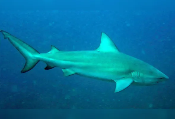 Imagem ilustrativa da imagem Cemit aponta tubarão-cabeça-chata como provável autor de ataque fatal em Olinda