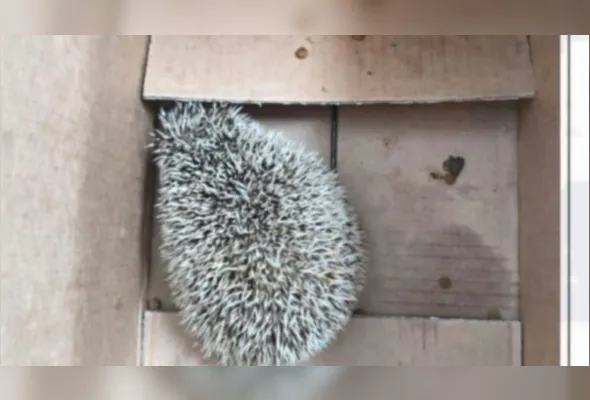 Imagem ilustrativa da imagem PM apreende ouriço-africano comercializado ilegalmente no Mercado da Madalena