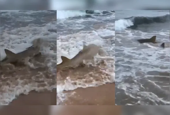 Imagem ilustrativa da imagem Tubarões são filmados em águas rasas na Ilha de Fernando de Noronha
