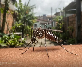 Imagem ilustrativa da imagem Pernambuco confirma primeiro óbito por dengue em 2026