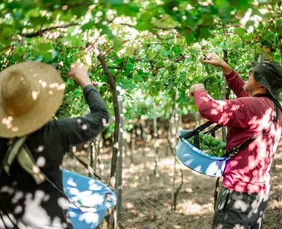 Imagem ilustrativa da imagem Vinícola Garibaldi projeta salto de 35% nas vendas em Pernambuco após safra recorde