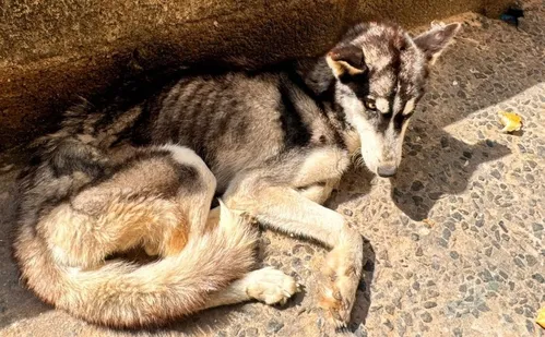 
          Imagem ilustrativa da imagem Cadela da raça husky siberiano é resgatada com desnutrição severa em Cariacica
          