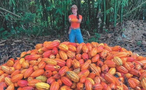 
          Imagem ilustrativa da imagem Como nova lei vai mudar o chocolate no Brasil
          