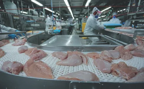 
          Imagem ilustrativa da imagem Governo do ES estuda doar área para instalação de abatedouro de aves
          