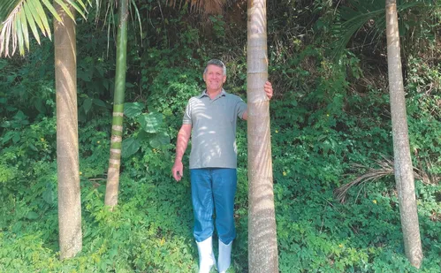 
          Imagem ilustrativa da imagem Juçara: fruta produzida no ES e que tem potencial nacional
          
