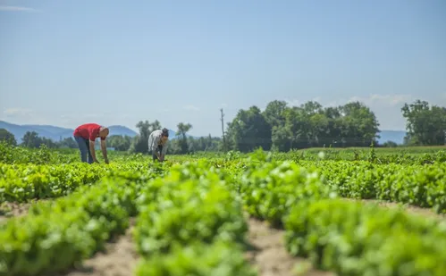 
          Imagem ilustrativa da imagem Mercado de carbono tem potencial e pode ampliar a renda de produtores rurais
          