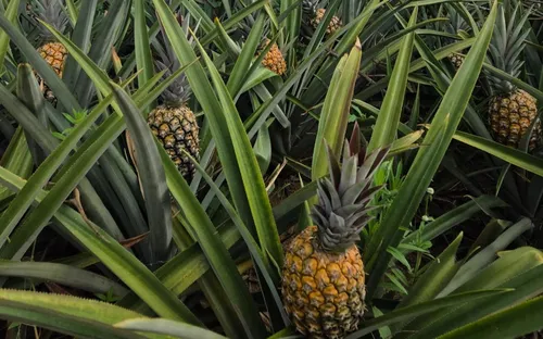 
          Imagem ilustrativa da imagem Ouro doce de Pombos: a realeza do abacaxi que conquista o mundo
          