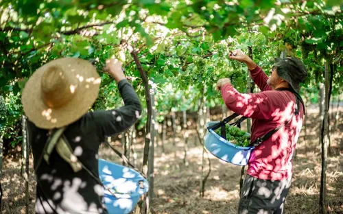 
          Imagem ilustrativa da imagem Vinícola Garibaldi projeta salto de 35% nas vendas em Pernambuco após safra recorde
          