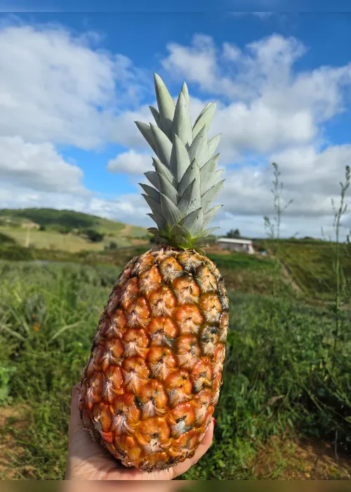 
          Imagem ilustrativa da imagem Ouro doce de Pombos: a realeza do abacaxi que conquista o mundo
          